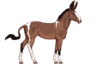 Senegal Zebra : 193 Senegal Zebra : 193