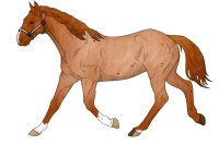 Sol Mustang #0025: Strawberry Roan Stallion