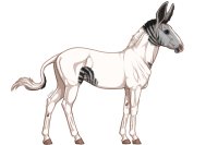 Senegal Zebra : 201 Senegal Zebra : 201