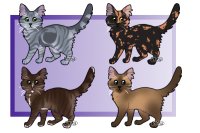 custom cats