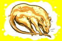 Gourd Rat