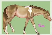 FVH entry - bay pearl tobiano