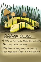 Creepy Crawly: 1- Banana Slugs