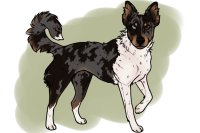 beaumont collie entry