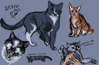 cat sketchdump 2/13/21