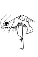 shrimp flamingo shrimp flamingo