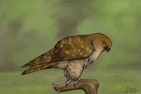 BGD - Red Tailed Hawk