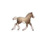 Foal Image