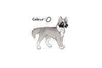 collie 038 entry
