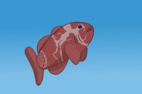 Clownfish #006 : Adopt Me!