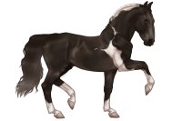 Avolire Horse #77