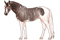 Euphorian Thoroughbred #1300 Euphorian Thoroughbred #1300