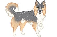 Beaumont Collie Artist Entry #4 - Pup B