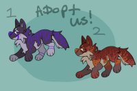 Funky lil dog adopts