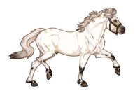 Ferox Welsh Pony #749
