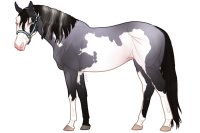 Euphorian Thoroughbred #1334 Euphorian Thoroughbred #1334