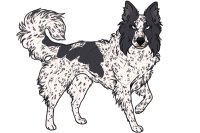 Beaumont Collie Litter #206 - Pup A