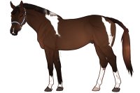 Euphorian Thoroughbred #1335 Euphorian Thoroughbred #1335