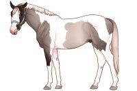 Euphorian Thoroughbred #1336 Euphorian Thoroughbred #1336
