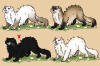 Ferret Adopts: 3/4 Available <3