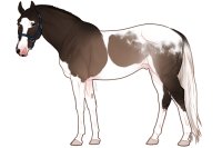 Euphorian Thoroughbred #1339 Euphorian Thoroughbred #1339