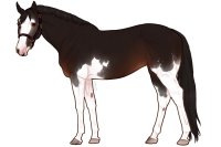 Euphorian Thoroughbred #1341 Euphorian Thoroughbred #1341