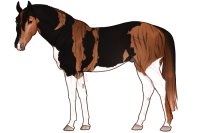 Euphorian Thoroughbred #1366 Euphorian Thoroughbred #1366