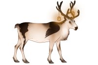 Baltic Reindeer #018 Baltic Reindeer #018