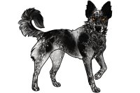Beaumont Collie Litter #221 - Pup B