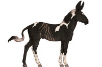 Senegal Zebra: 422