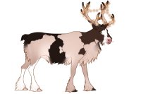 Baltic Reindeer #024 Baltic Reindeer #024