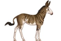 Senegal Zebra: 775