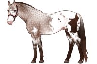Euphorian Thoroughbred #1365 Euphorian Thoroughbred #1365