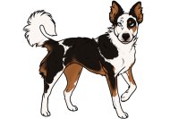 Beaumont Collie #266 Adopted
