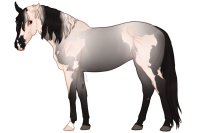 Euphorian Thoroughbred #1374 Euphorian Thoroughbred #1374
