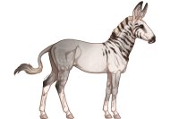 Senegal Zebra Custom: 056