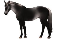 Euphorian Thoroughbred #F596 Euphorian Thoroughbred #F596