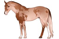 Euphorian Thoroughbred #F597 Euphorian Thoroughbred #F597