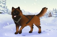 Baltic Husky #424 - custom Baltic Husky #424 - custom