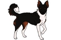 Beaumont Collie #290 Adopted