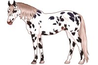Euphorian Thoroughbred #F625 Euphorian Thoroughbred #F625