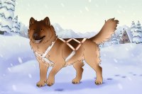 Baltic Husky #406 - open! Baltic Husky #406 - open!