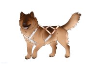 transparent version transparent version