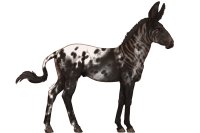 Senegal Zebra Custom: 064