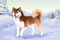 Baltic Husky #485 Baltic Husky #485