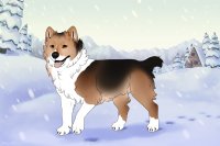 Baltic Husky #498 - Open! Baltic Husky #498 - Open!
