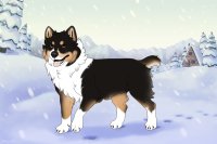 Baltic Husky #497 - Open! Baltic Husky #497 - Open!