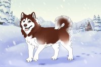 Baltic Husky #505 - RU Baltic Husky #505 - RU