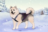 Baltic Husky #531 - Open! Baltic Husky #531 - Open!