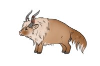 Alpenglow Buffalo | #0003